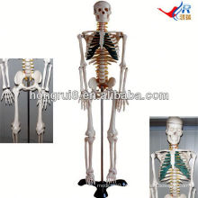 Modelo de esqueleto ISO 85CM com nervos espinhais, modelo de esqueleto humano